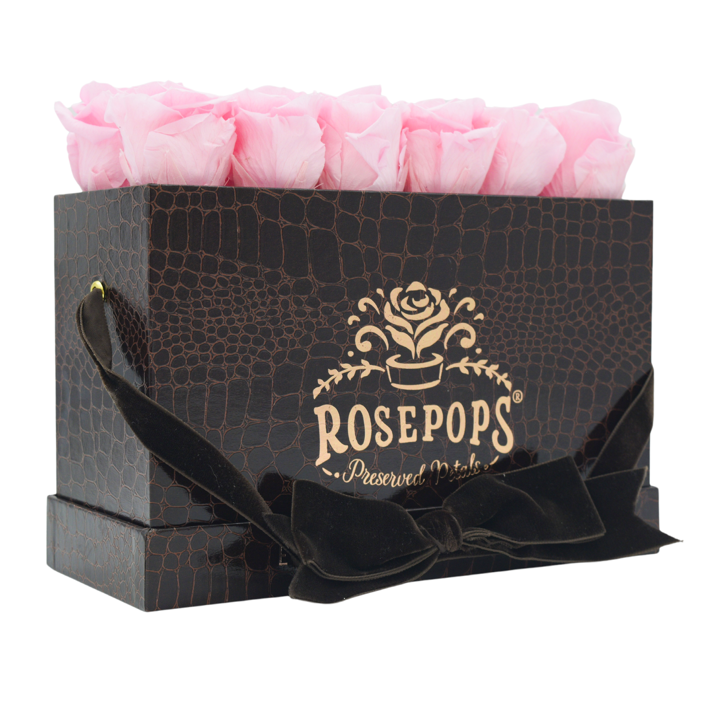 Chocolate Keeper by the Dozen DELUXE