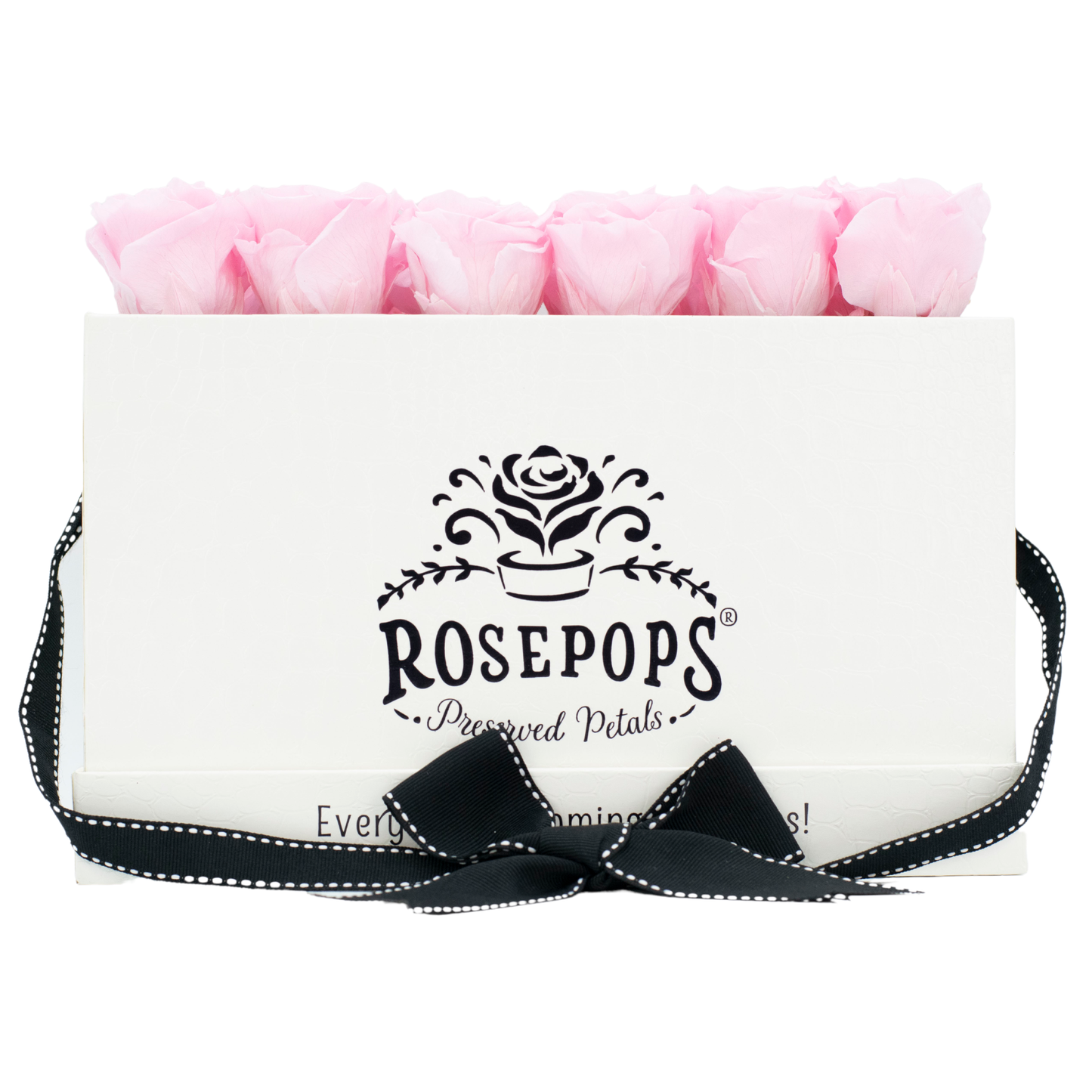 White Croc Pop of the Line - 18 Pink Roses