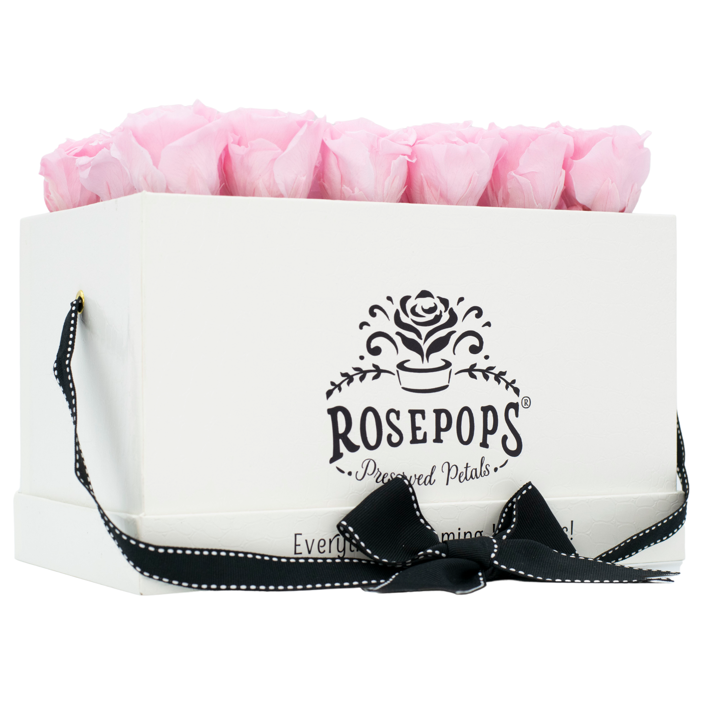 White Croc Pop of the Line - 18 Pink Roses