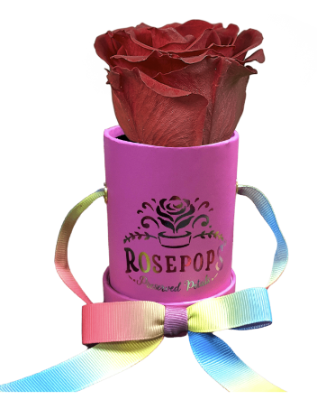 1 Rose Round - Hot Pink