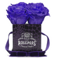 4 Roses Square - Deep Violet